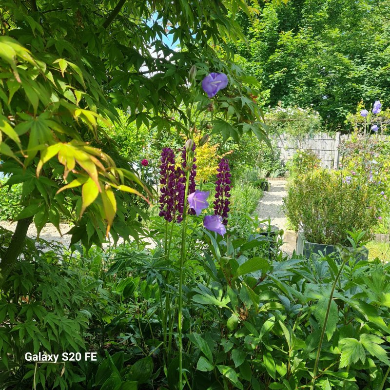 Visite et découverte d'un jardin privé amateur