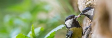 Découverte et observation de la faune pantinoise