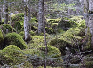 Atelier découverte "C'est quoi une forêt ?"