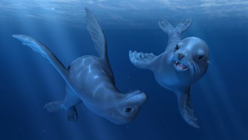 Casque à réalité virtuelle : Les fonds marins