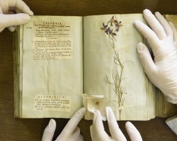 L'herbier de l’Université Lyon 1 : des collectes du XVIIIème siècle à l’herbier virtuel