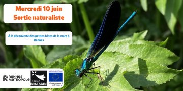À la découverte des petites bêtes de la mare aux Prairies Saint-Martin à Rennes