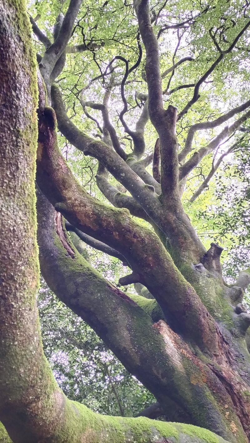 Balade sensorielle et créative au Parc des Gayeulles
