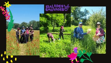 Balade Cueillette Sauvage plantes comestibles