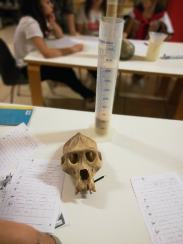 Espèces d’Hominines ! Initiation à la paléoanthropologie