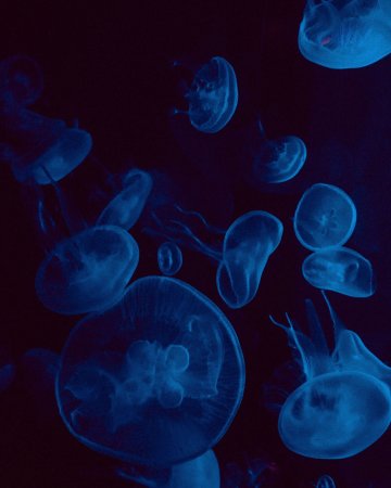 Exposition "La mer jamais ne s'oublie"