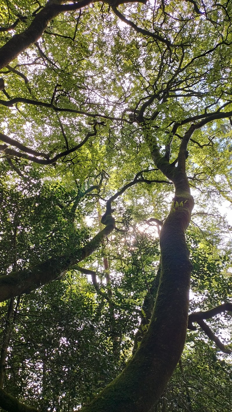 [Reporté] Cabanes et création nature au parc des Gayeulles