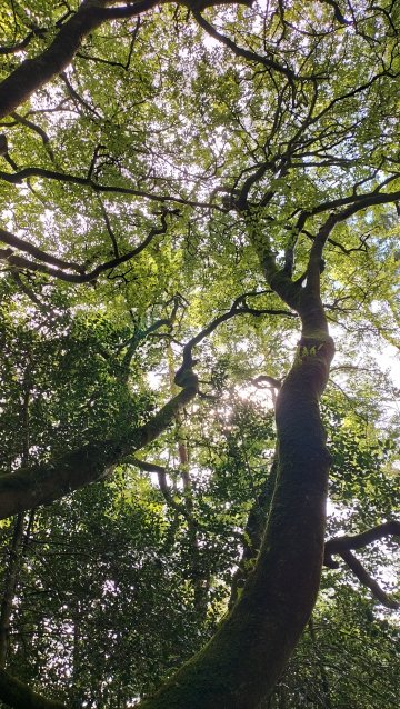 [Reporté] Cabanes et création nature au parc des Gayeulles
