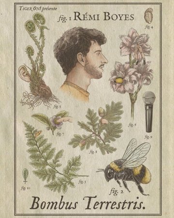 Rémi Boyes dans Bombus Terrestris