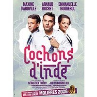 Cochons d'inde