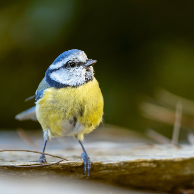 À vol d'oiseau