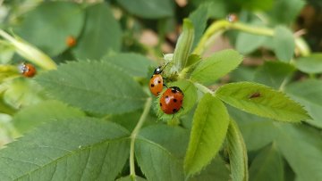 Balade nature, la biodiversité de fermes en potagers