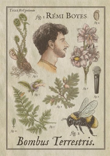 Rémi Boyes dans Bombus Terrestris V2