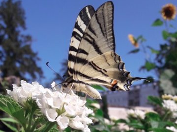 À la découverte des papillons du jardin de la Béchade