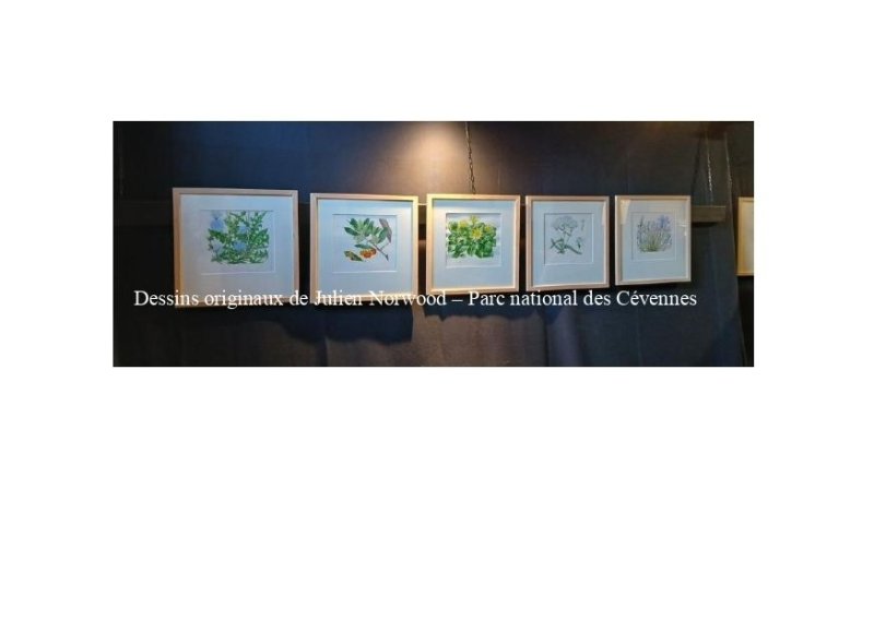 Conférence : dénomination et usage des plantes, transmission d'un savoir en langue occitane
