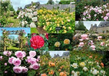 Visite libre de la roseraie David Austin