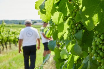Vignoble des Verdots | Balade dans les vignes & soirée braséro