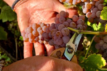 Vignoble des Verdots | Journée Vendanges en famille