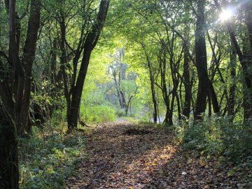 L'automne dans le delta de la Sauer