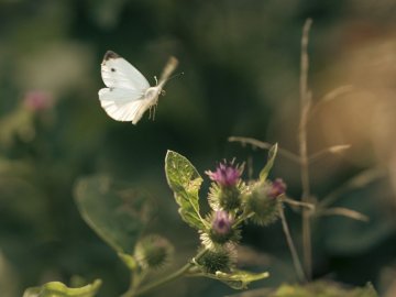 ANNULÉ • Relevé participatif : les papillons | Anim'Feyssine