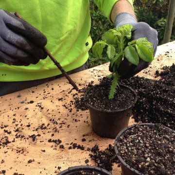 Atelier plantations