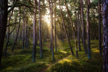 Sophro balade en forêt