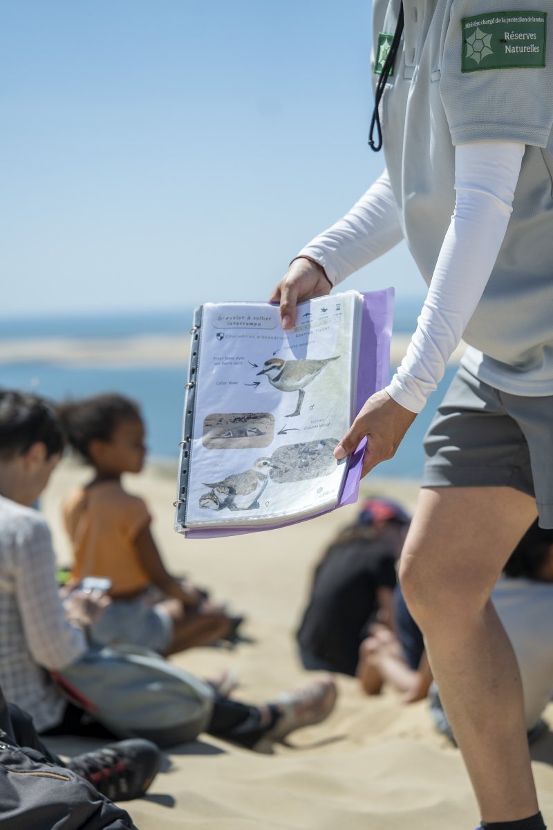 Balade nature : La migration des oiseaux à la Dune du Pilat