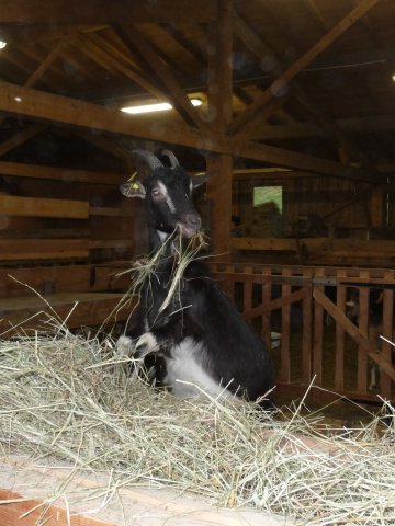 "De la ferme au fromage"