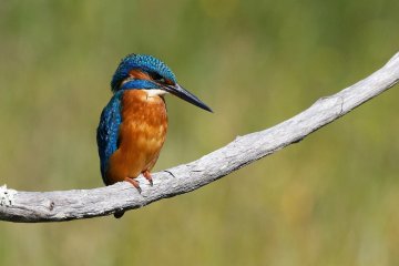 Observation de la biodiversité au pont Valentré