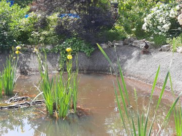 Visite thématique de la biodiversité du cimetière des Gonards