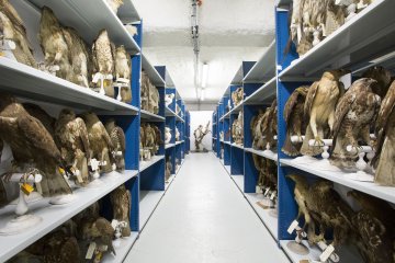 Visite guidée : rencontre avec une restauratrice de taxidermies