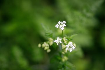 Découverte de la faune et flore de la Réserve Ecologique des Barails au fil des saisons
