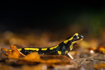 Les amphibiens à l'automne et la très mystérieuse salamandre