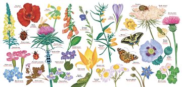Atelier Dessine ton insecte sur un galet
