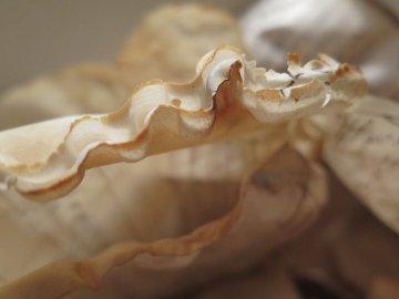 Exposition : "Série B : le feu ça brûle et l'eau ça mouille"