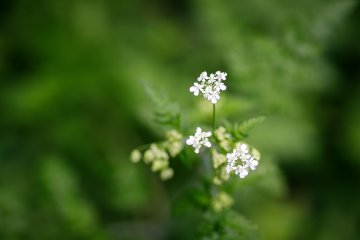 La forêt en hiver : faune et flore s'organisent
