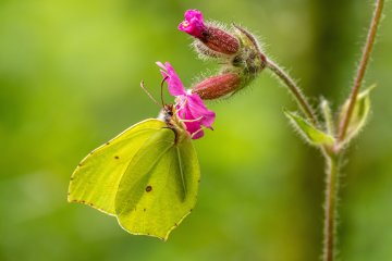 A la découverte des insectes pollinisateurs