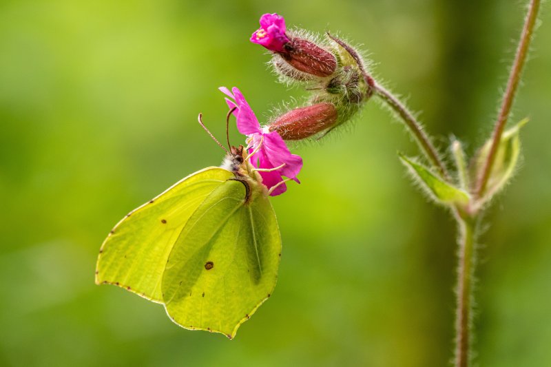 A la découverte des insectes pollinisateurs