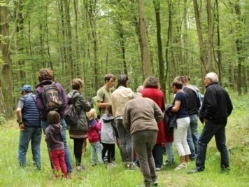 Levez les yeux ! À la découverte du milieu forestier