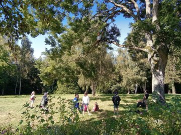 Levez les yeux ! De l'arbre à la brique