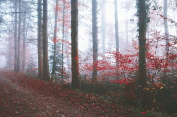 Le Petit Chaperon rouge