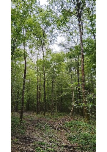 Explorez une forêt domaniale