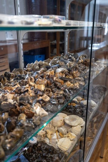 Visites libres des collections du musée