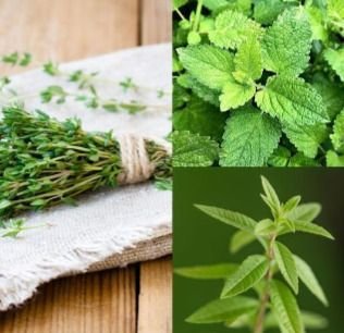 À la découverte des plantes aromatiques
