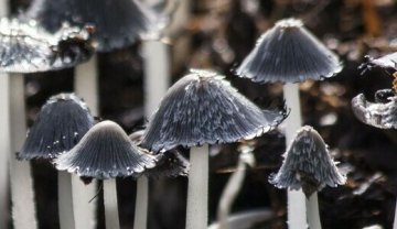 Champignons : les architectes discrets du vivant