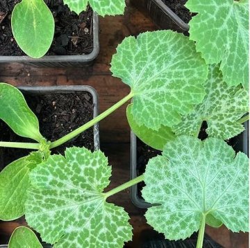 Atelier jardinage : Réaliser des boutures aromatiques