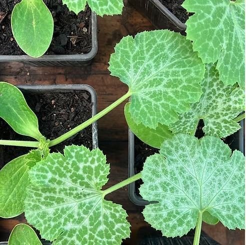 Atelier jardinage : Réaliser des boutures aromatiques