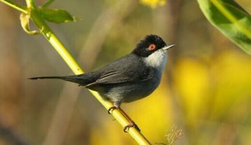 À la découverte des oiseaux