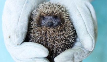 Au secours de la faune sauvage en détresse