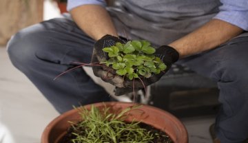 Atelier bouturage